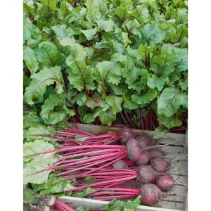 Aimers  Early Wonder Organic Beet Seeds - Packet