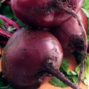 OSC Early Wonder Organic Beet Seeds - Packet